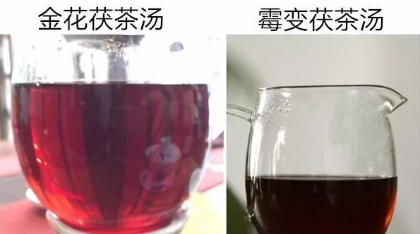 金花茯茶是什么茶-第9张图片-陕西金九茯商贸有限公司